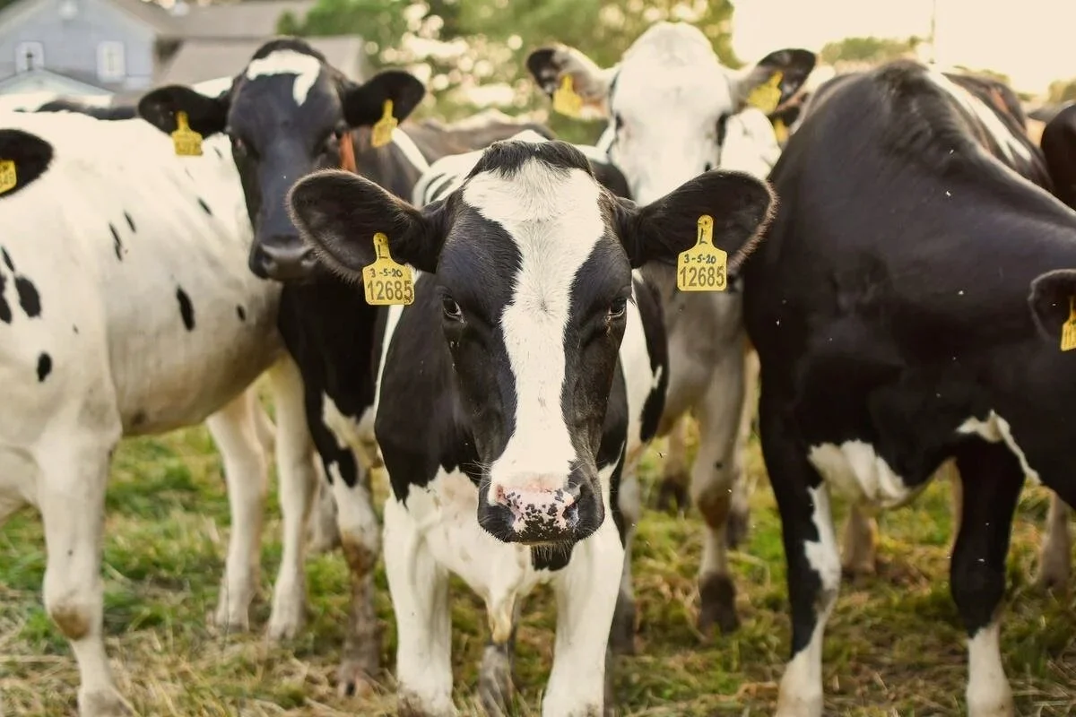 Géobiologie agricole en Bretagne : technologie & énergétique