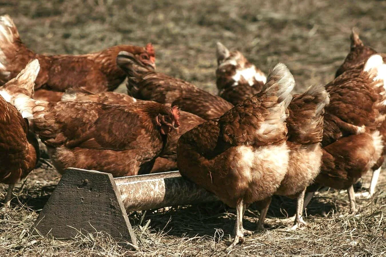 Poules brunes picorant du grain dans un enclos extérieur suite à une prestation de geobiologie finistère morbihan exploitation agricole