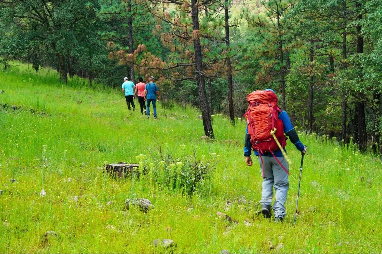 Eine Gruppe von Wanderern geht, ganz ohen Blasen am Fuß, in einer Reihe hintereinander durch den Wald