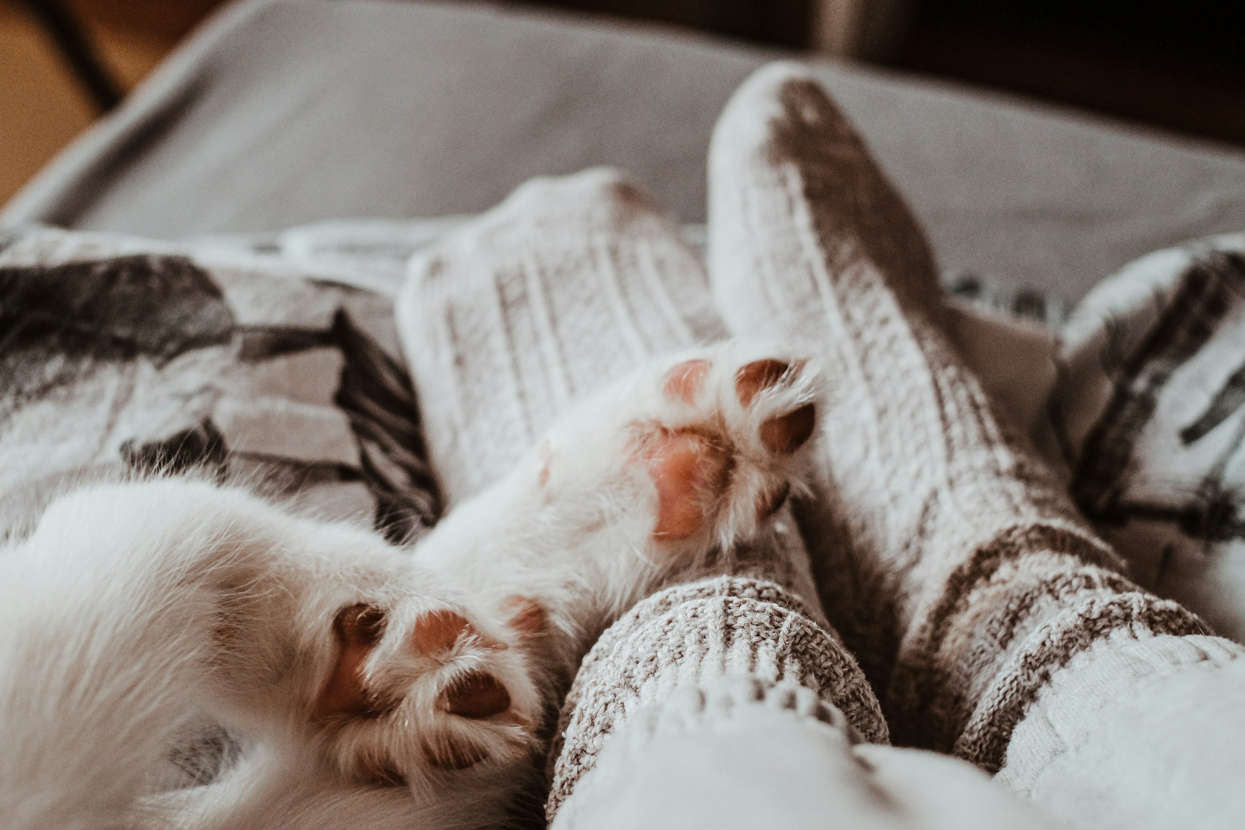 Thermosocken aus Wolle mit Katzenpfoten