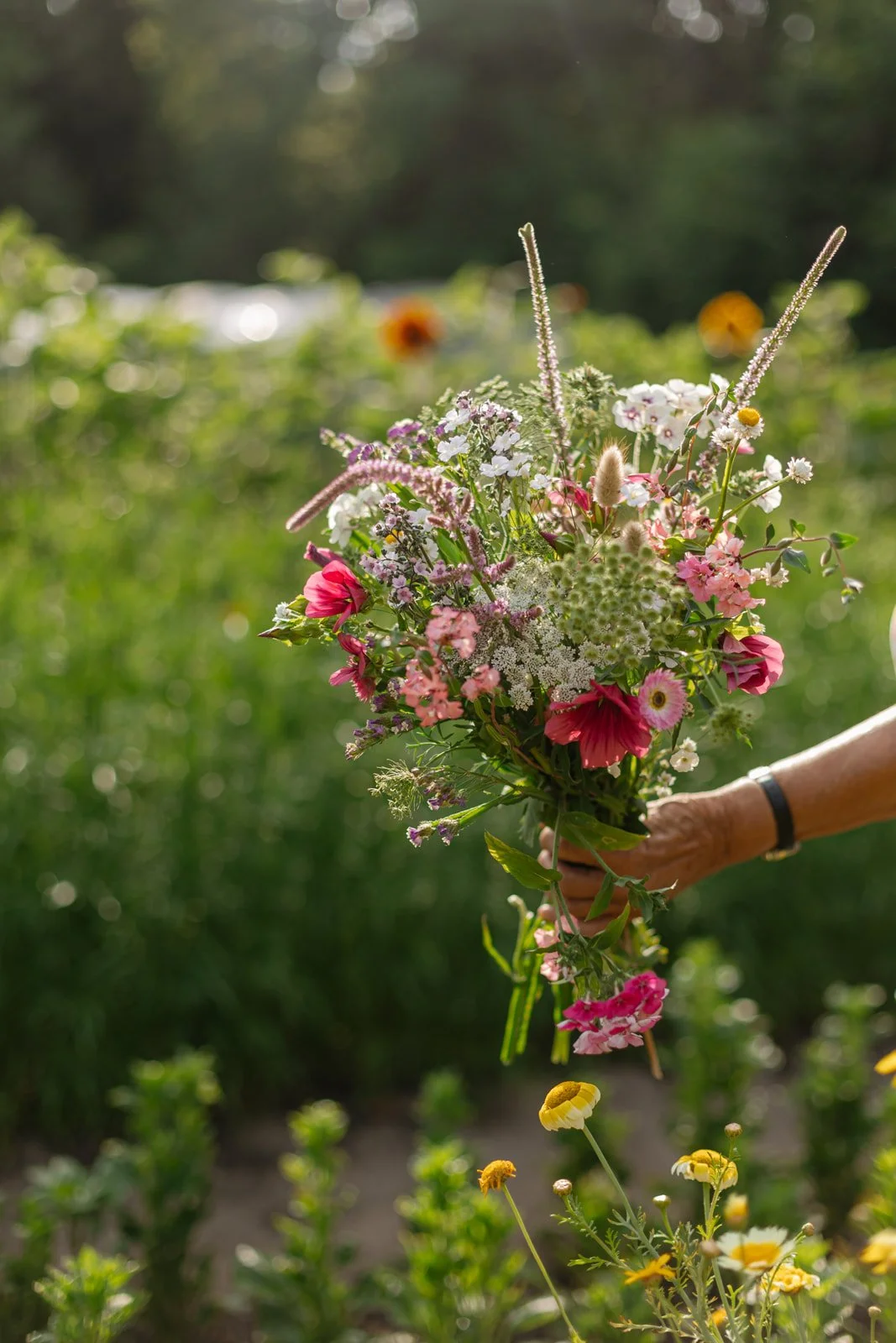 zelfpluk abonnement weder biologische bloemenboerderijceholder
