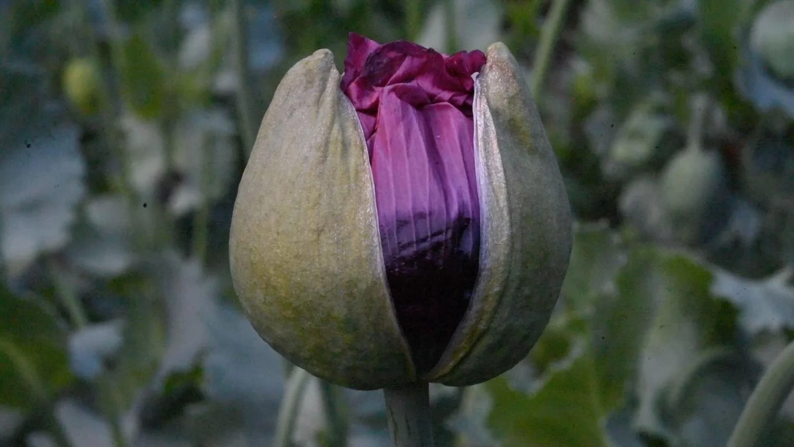 WhatsApp Image 2026-01-05 at 22.19.16 (1).jpeg