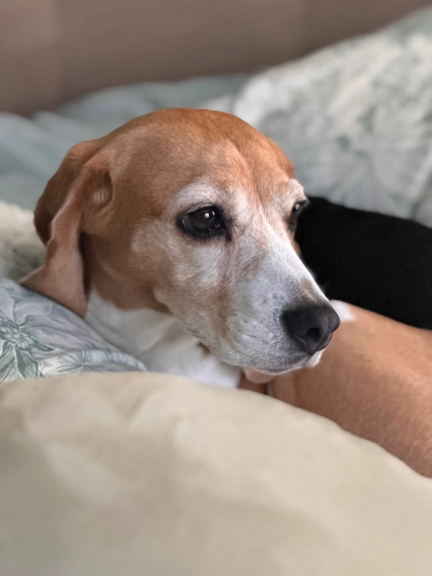 Eve, my 11 year old daughter, came home deeply saddened that the class didn&rsquo;t pick her suggestion for their charity support program, which was @beaglesofburgundy.bob 
She cares because 4 years ago, we adopted Arwen. She had spent 4 years in a r