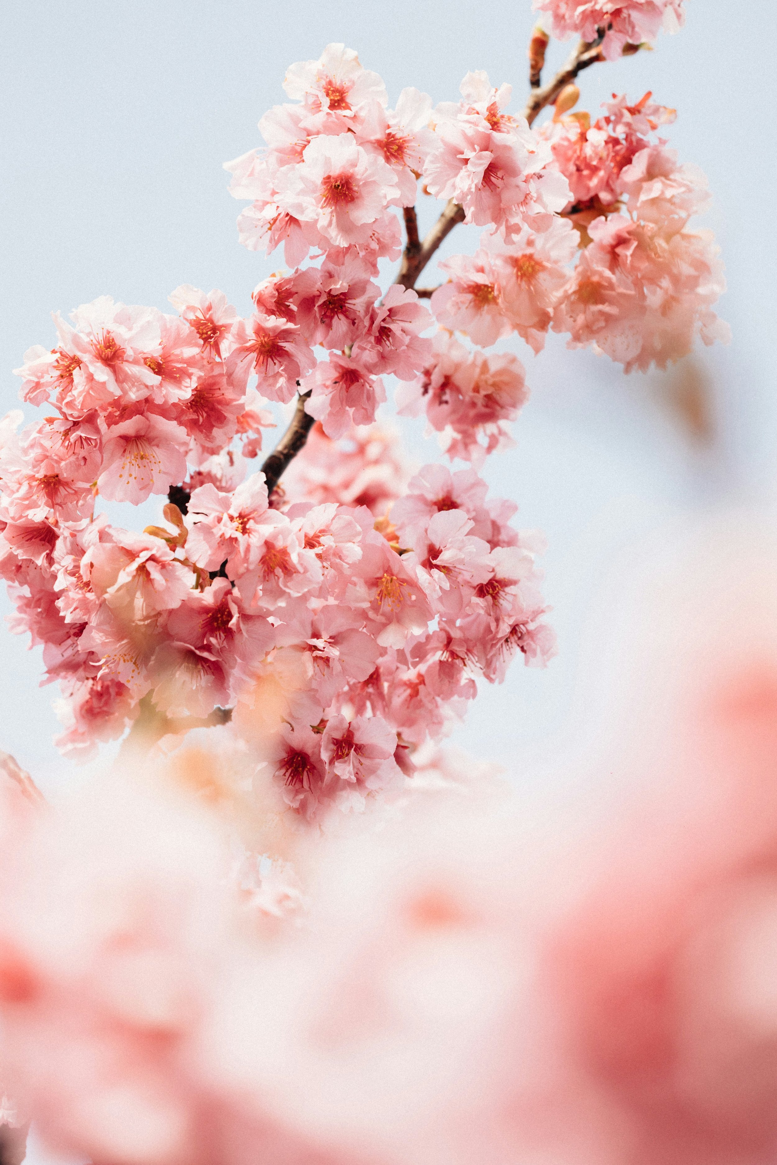 tsuyoshi-kozu-0K0Gp_AhFN4-unsplash.jpg