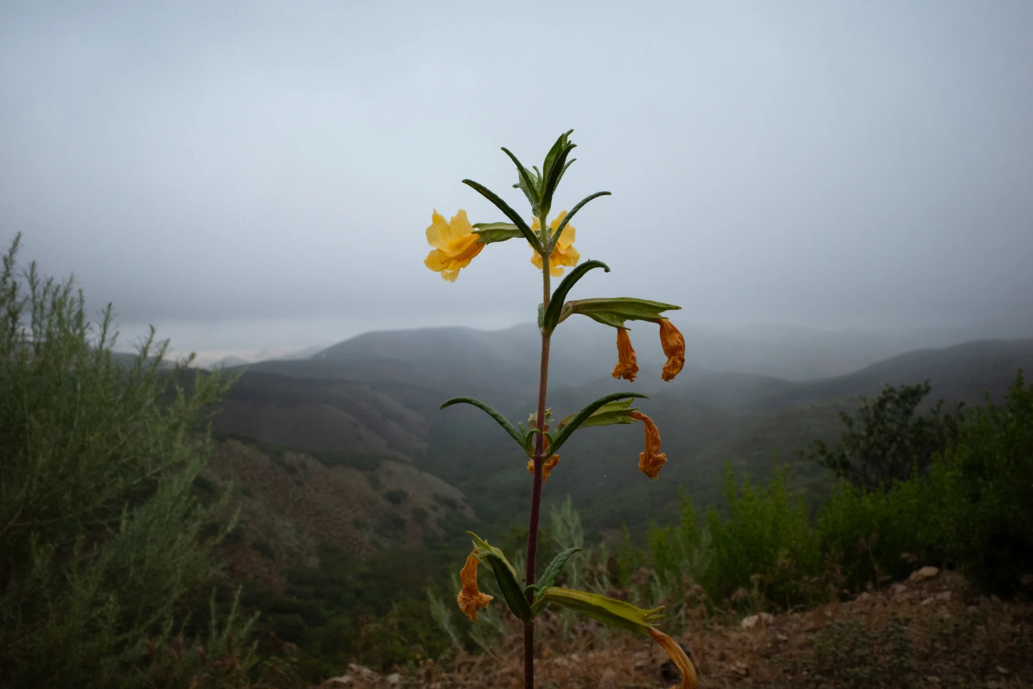 bush monkeyflower on Santa Lucia coastal mountain range  R0006293.jpg