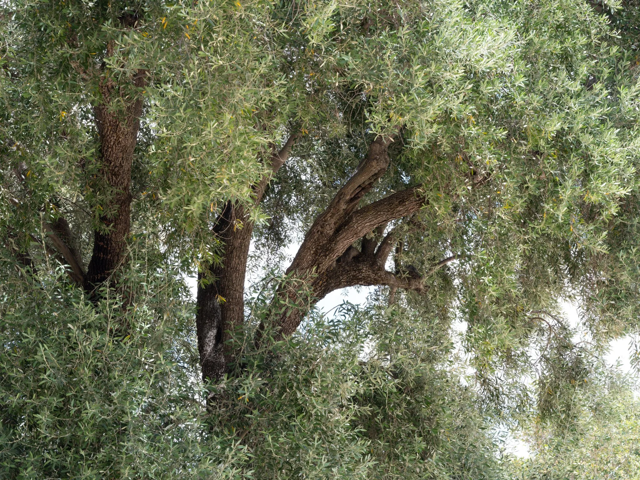 DSCF1580.jpg