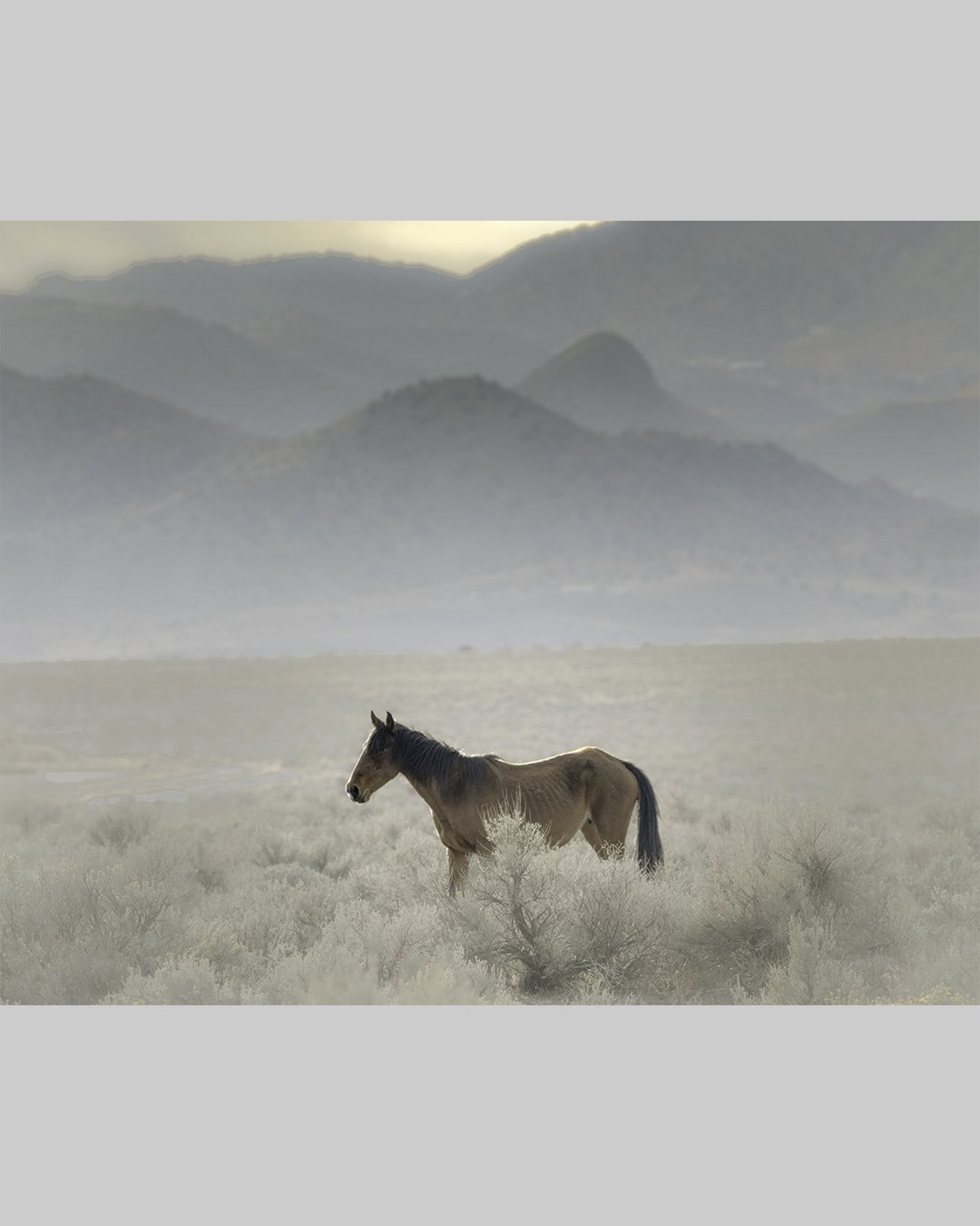 Sierra Horse 1.0.jpg