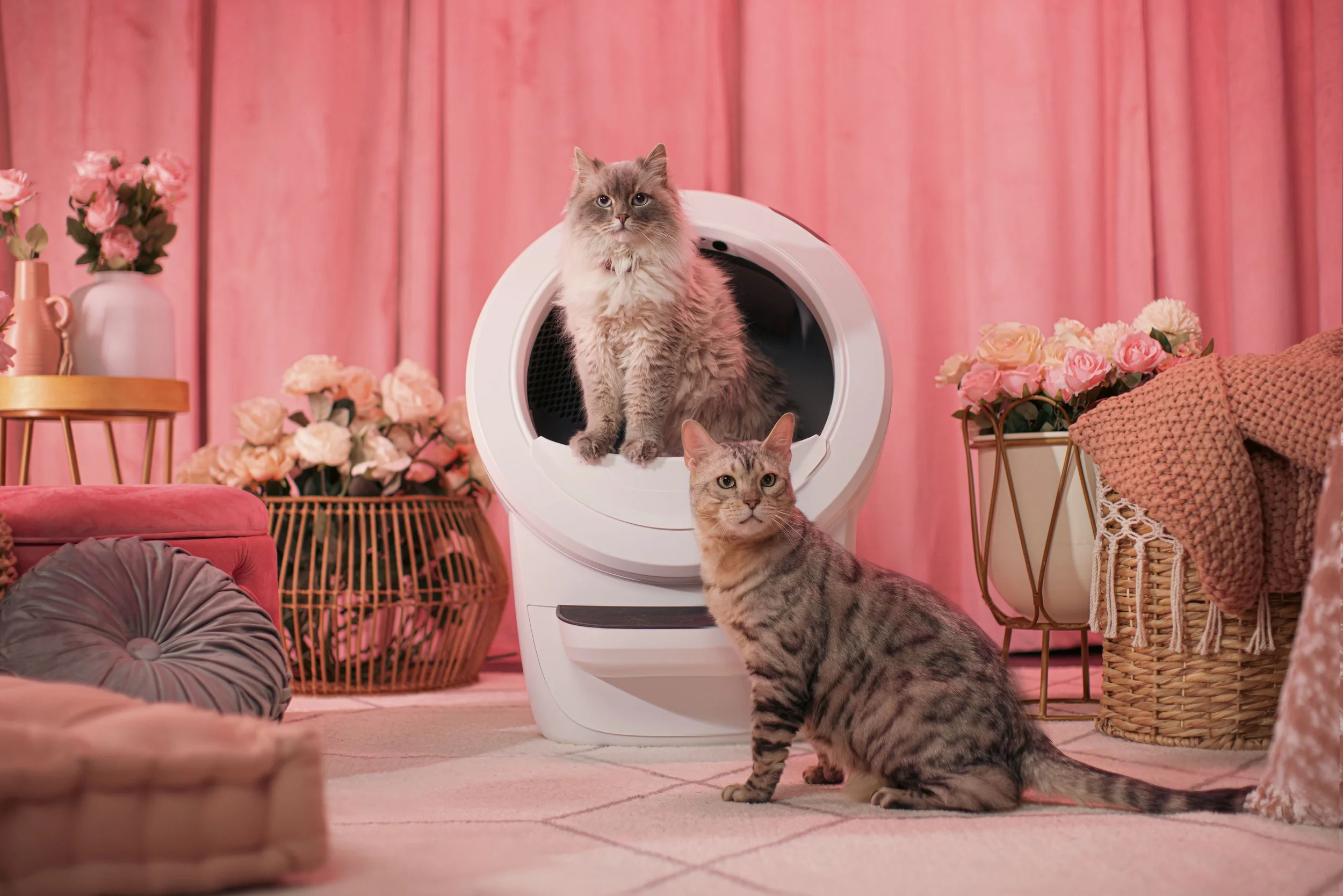 PURRFECT