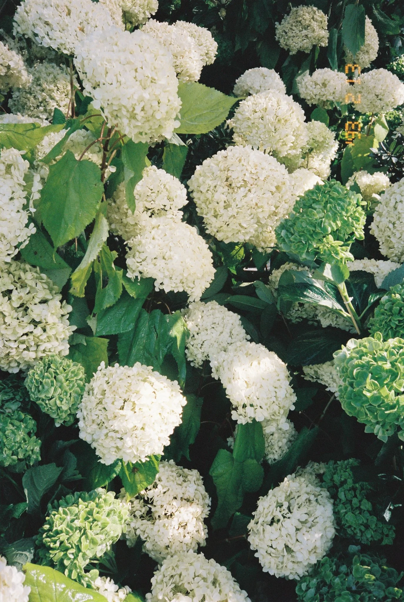 film_chole + vinson_sanya wedding-0110.jpg