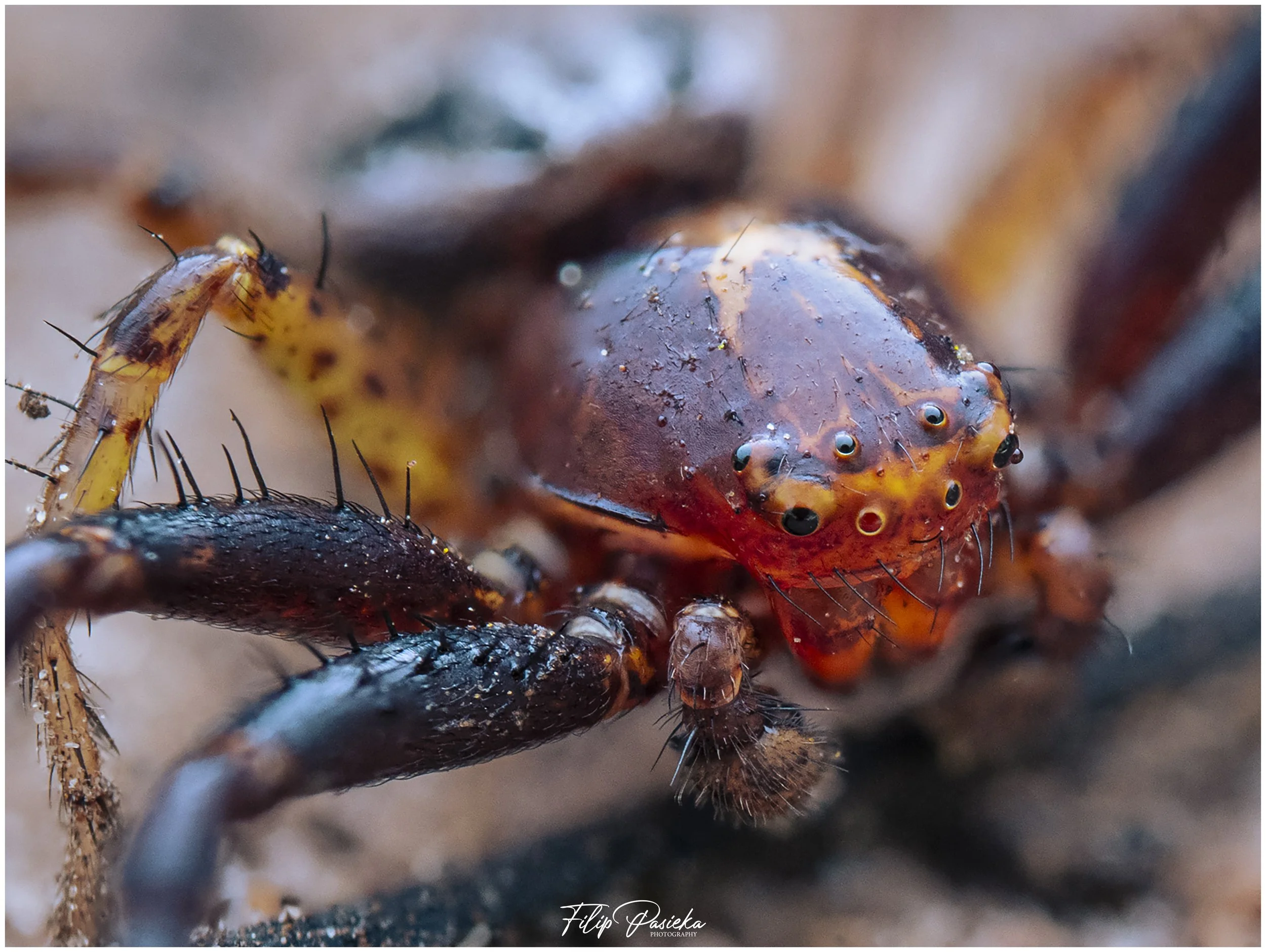 Crab Spider