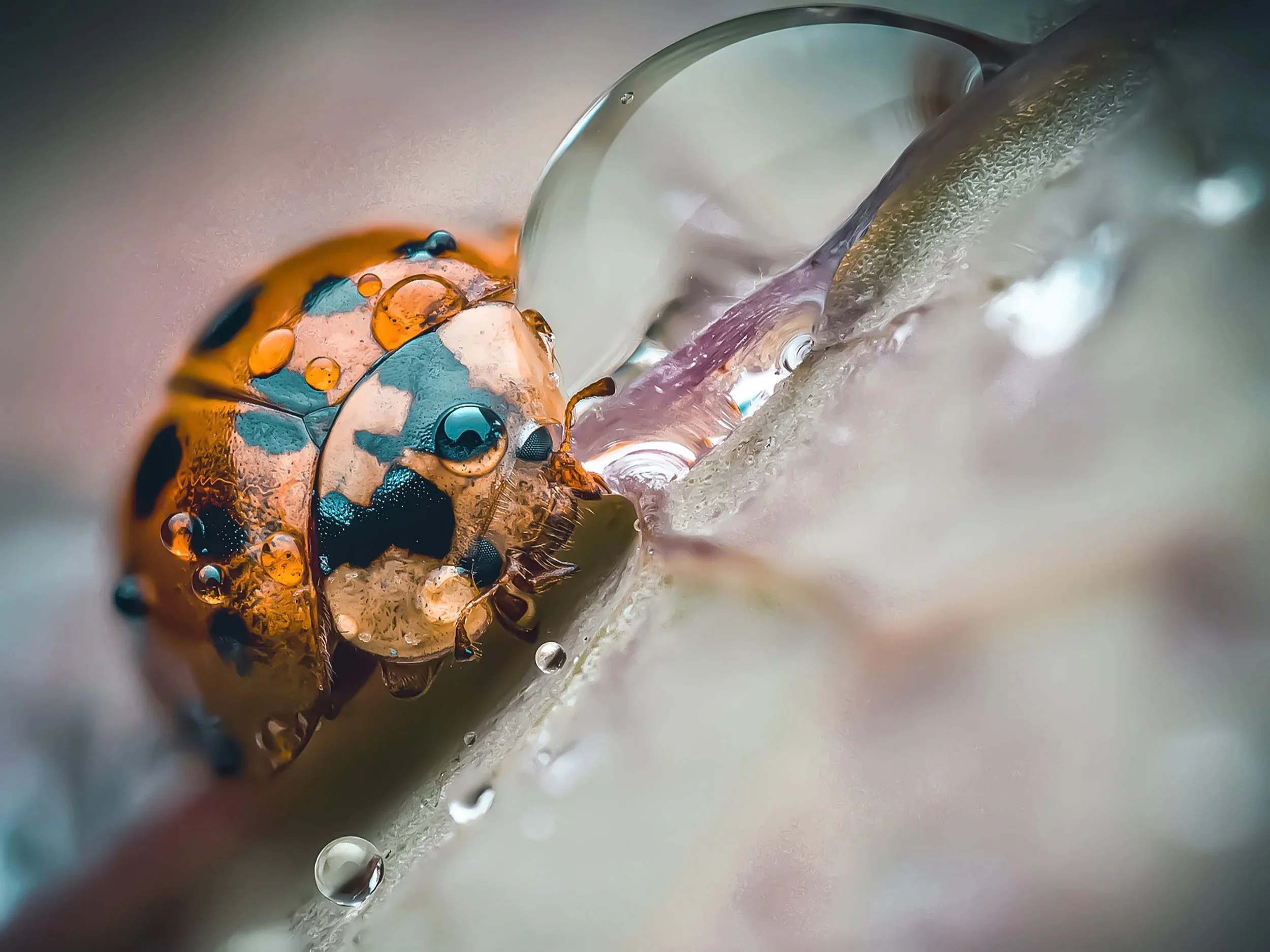 ladybird+B25A+copy.jpg