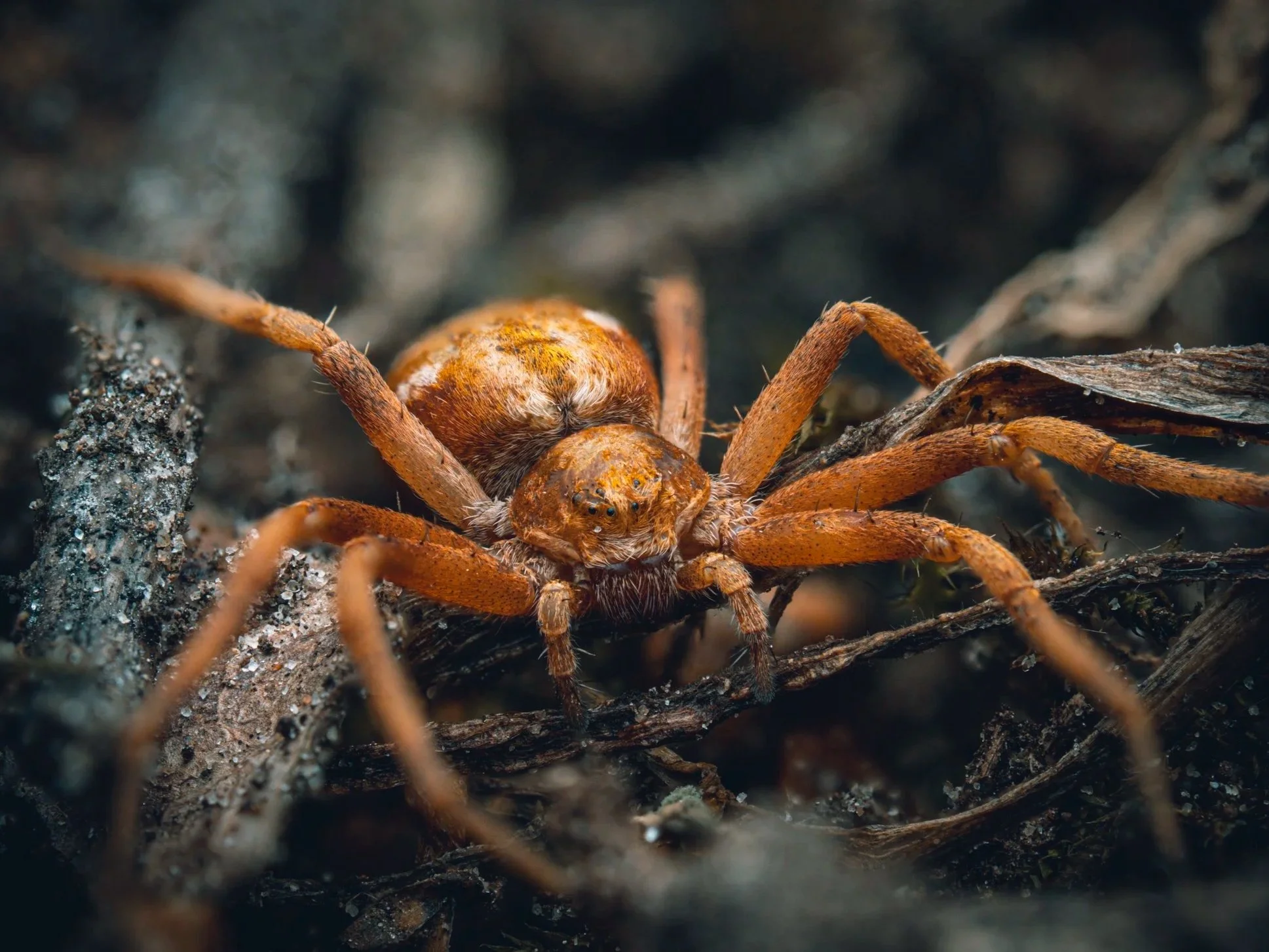 spider+b21.jpg
