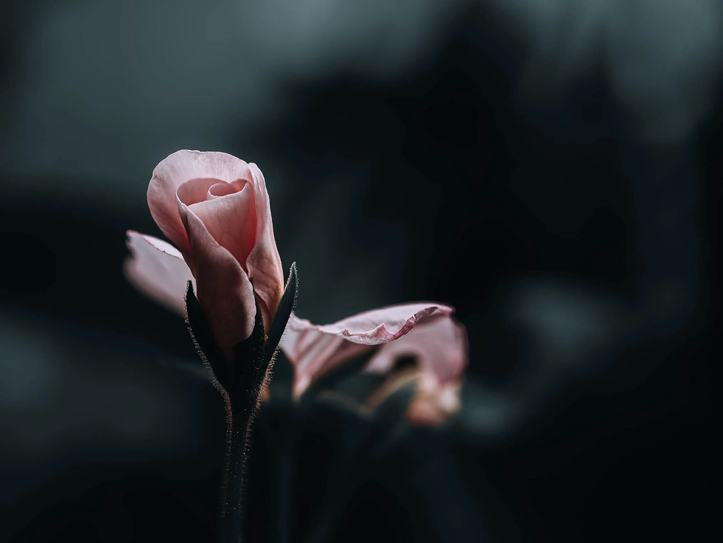 rose-2.jpg