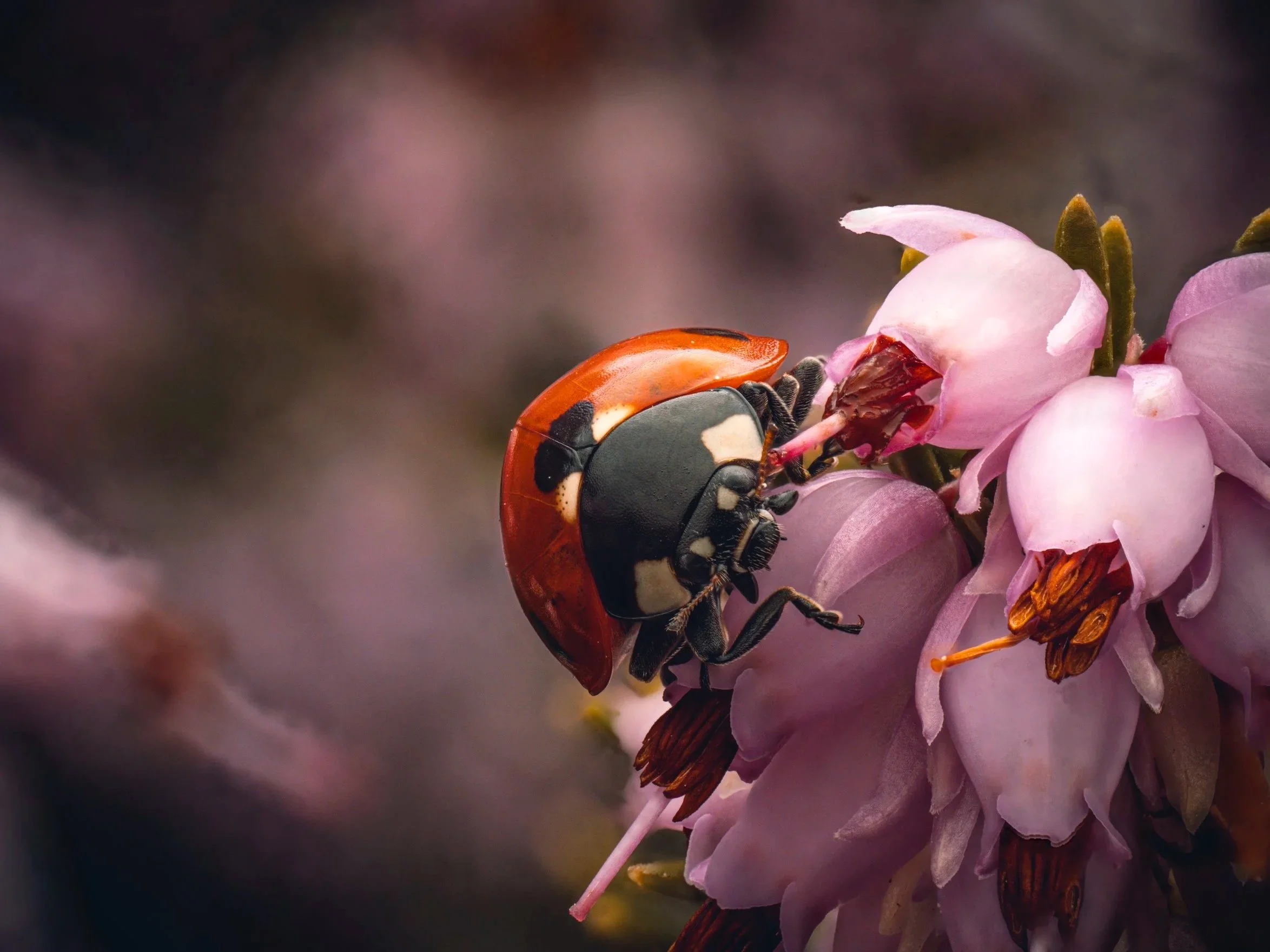 lady+bug+osborne.jpg