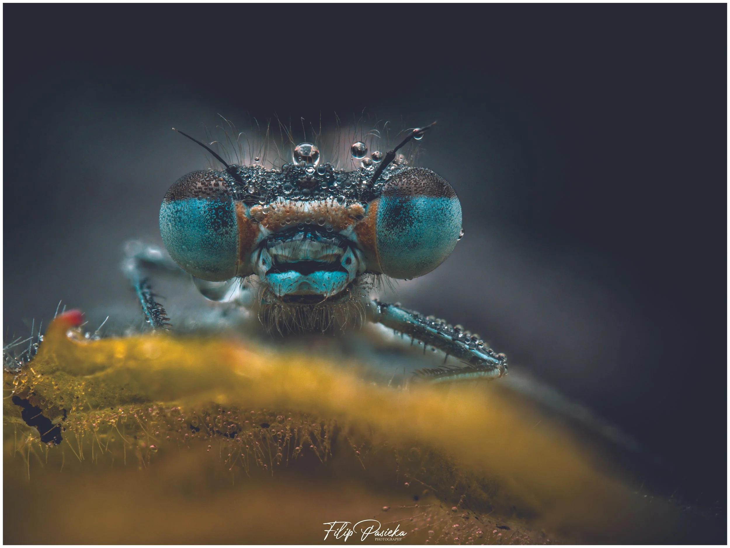 Damselfly in the morning