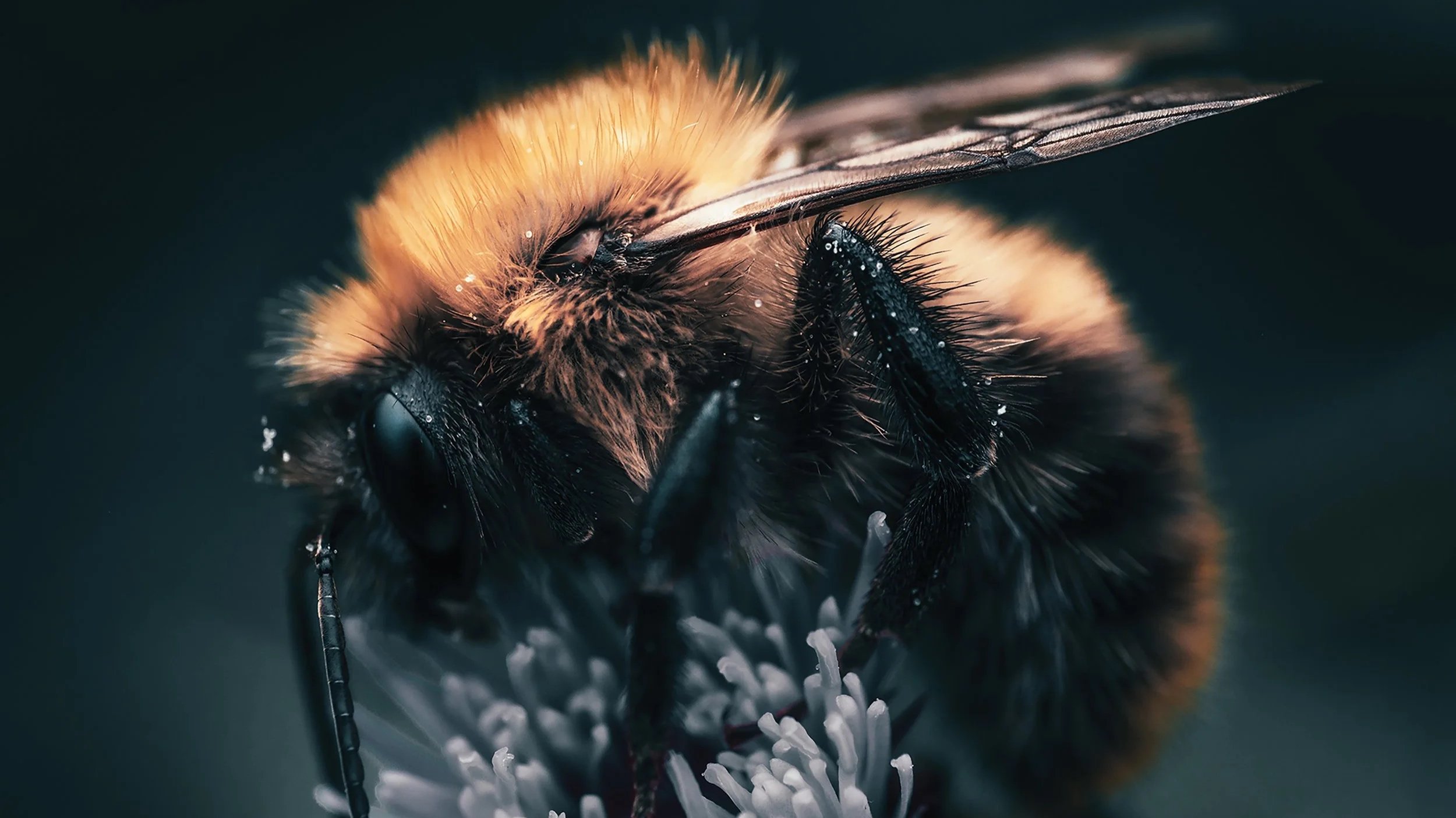 Close-up of a bee collecting nectar on a white flower.