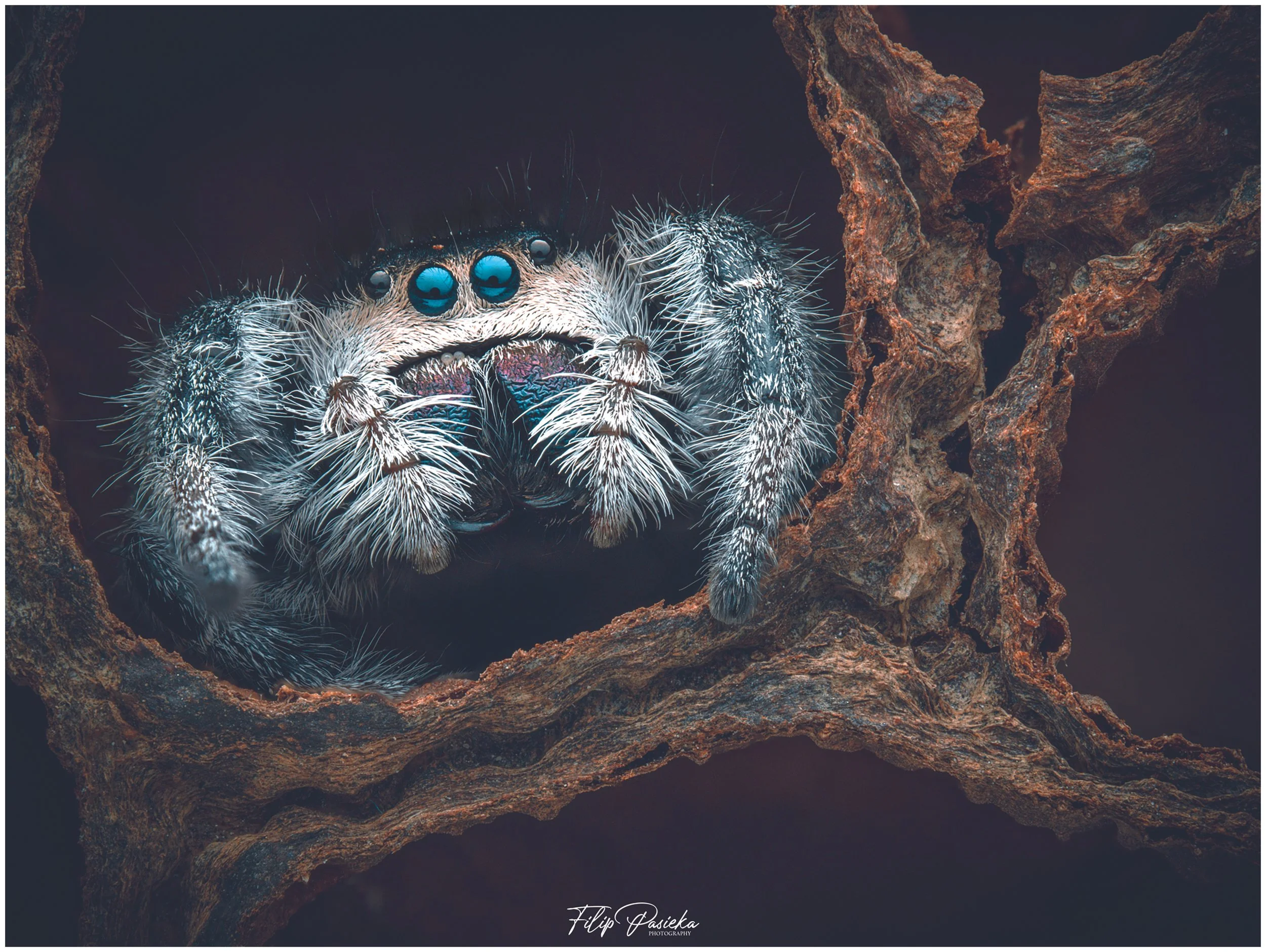 Jumpy the jumping spider