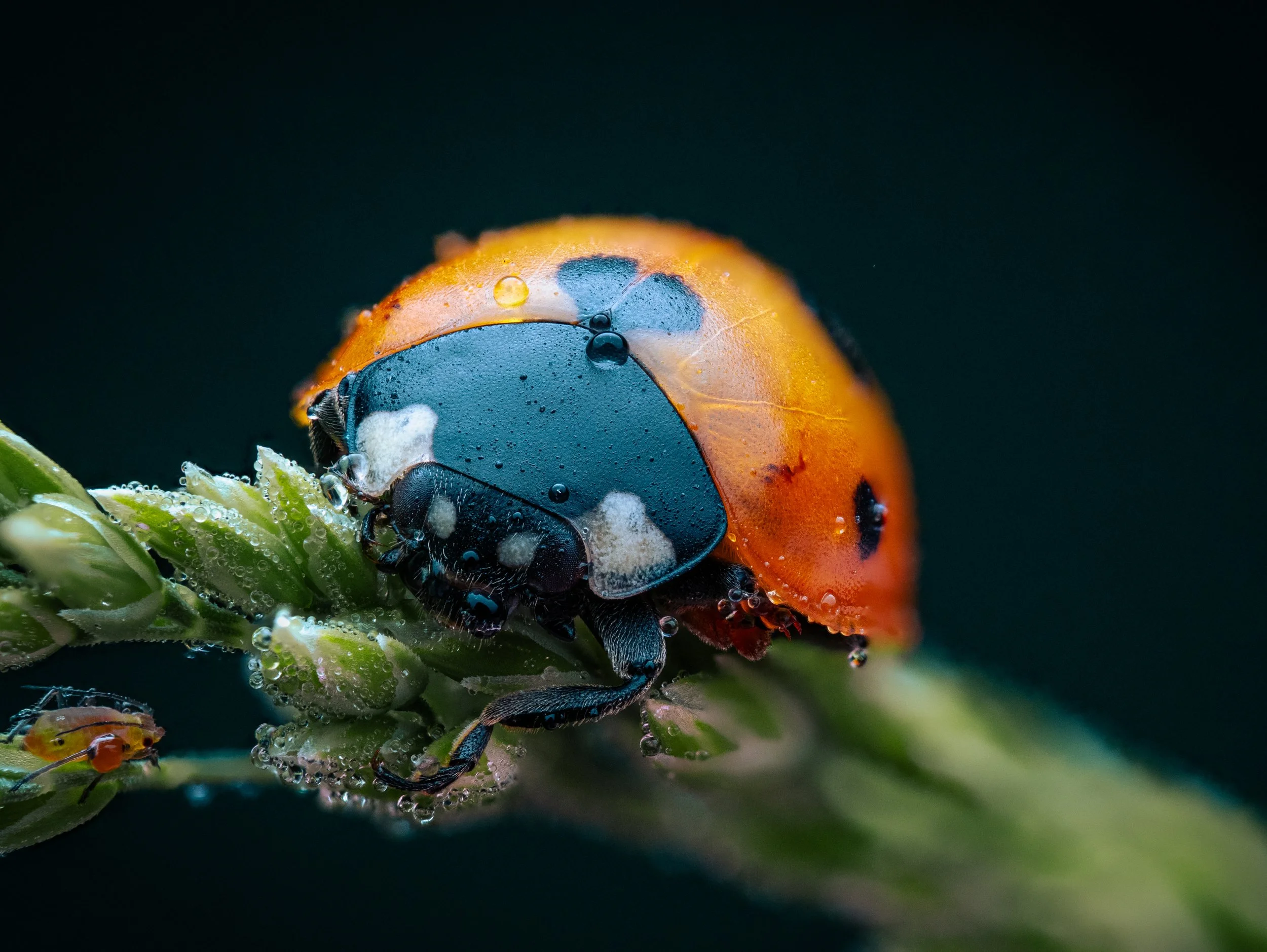 ladybird B38.jpg