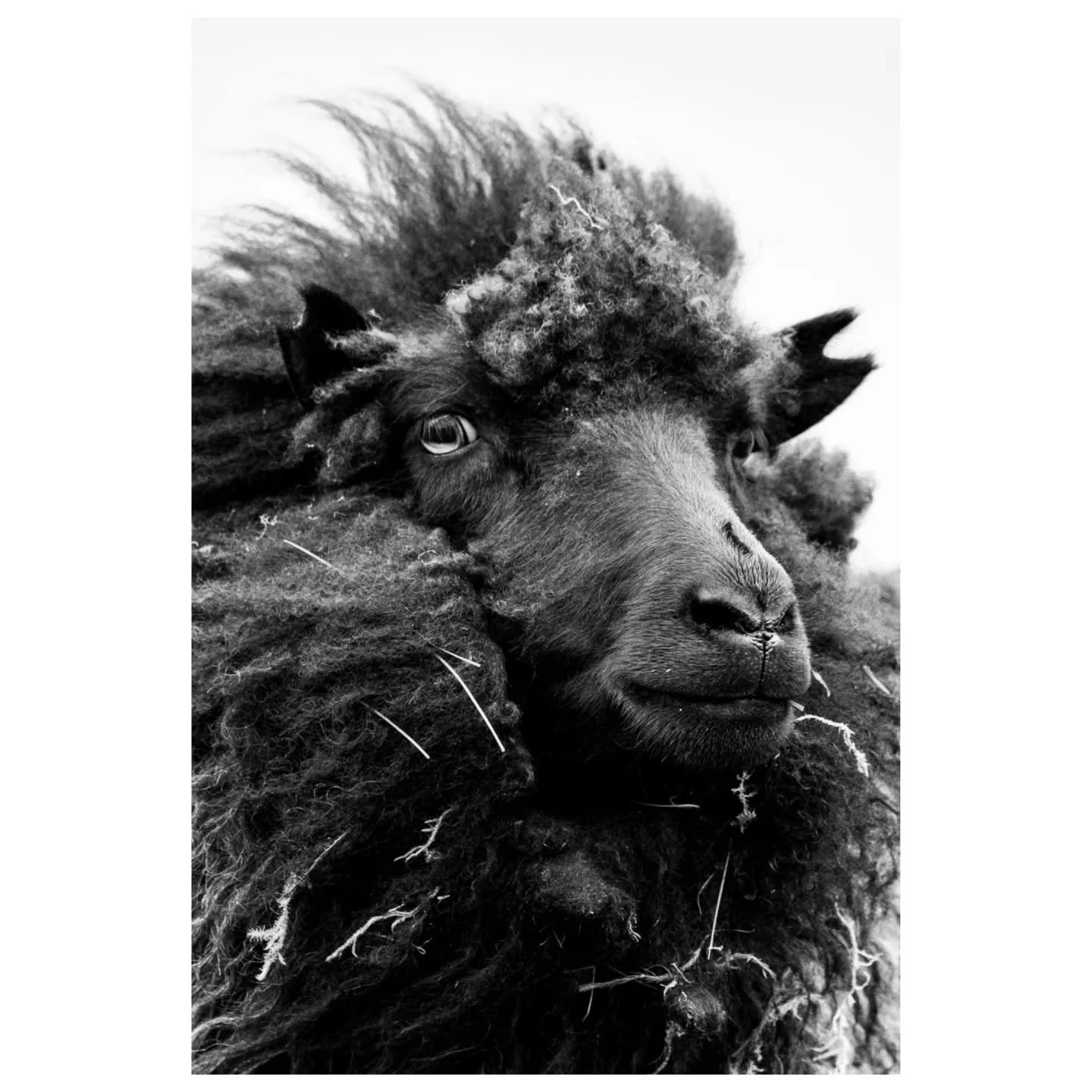 In June, I traveled to the Faroe Islands- a place where nature shapes every horizon. Here are some moments from that amazing adventure: moody cliffs, endless skies, and the quiet magic of a world in black and white (and of course sheep, a lot of shee