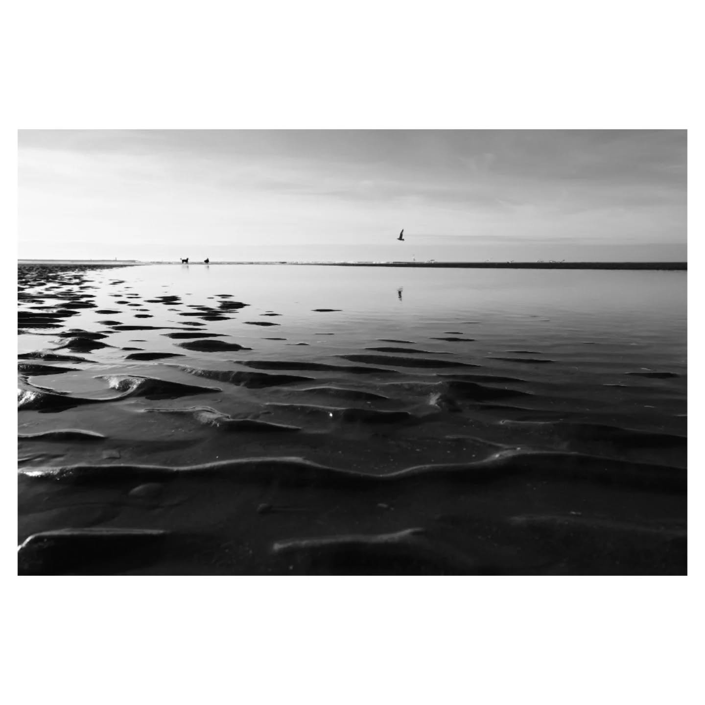 First breath of spring? Doubtful 🙃
#sunnystroll
#dutchcoast