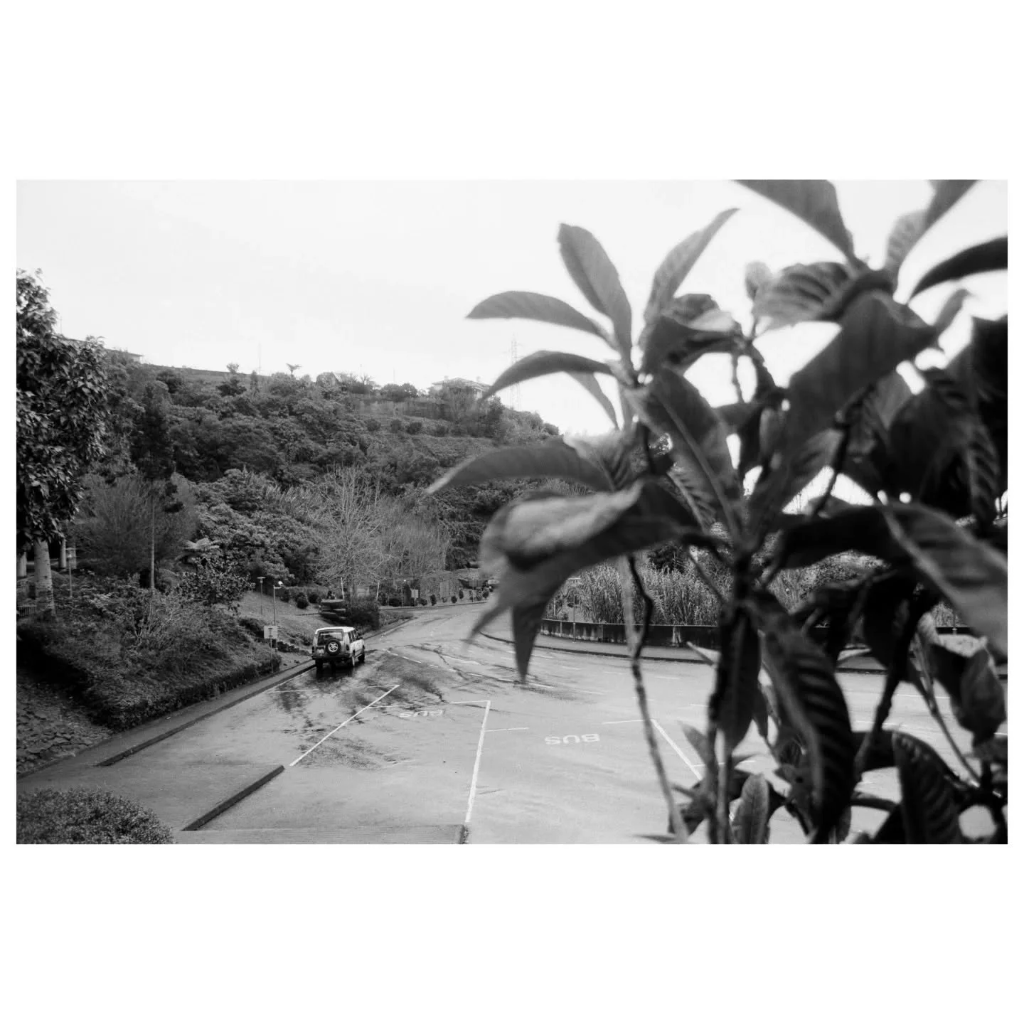 A visit in a town of Santana and our first levada - PR11 Levada dos Balc&otilde;es. Lush greenery and sea of clouds made for some stunning views.

#fomapan100 #fujifilmxseries #levadadosbalc&otilde;es