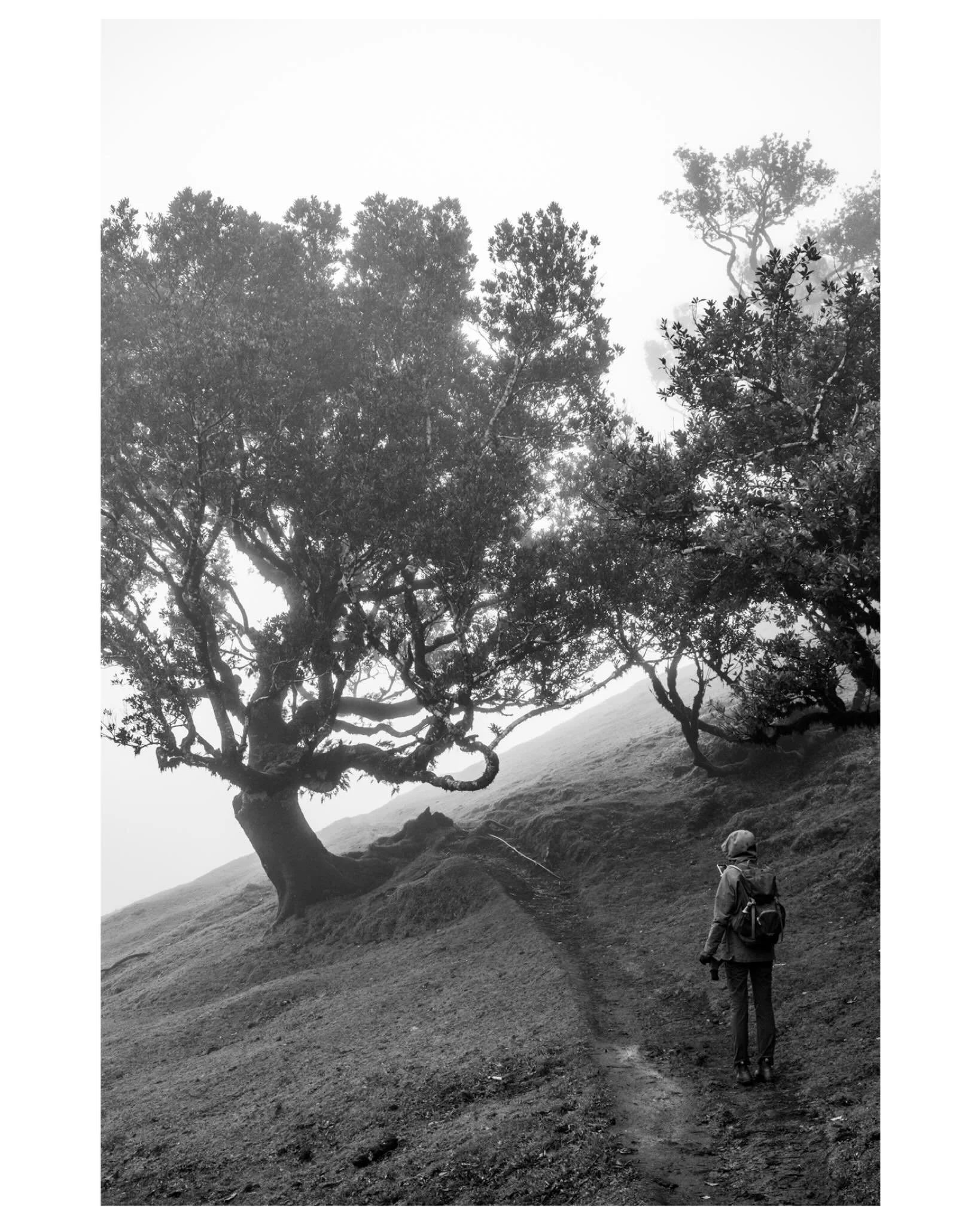 Fanal forest was truly a magical place. We were lucky to witness it at its best- with super thick fog present! Here&rsquo;s a combination of shots taken with a film camera and a few digital ones. For my trusty Nikon FM2/T film camera I used an ortoch