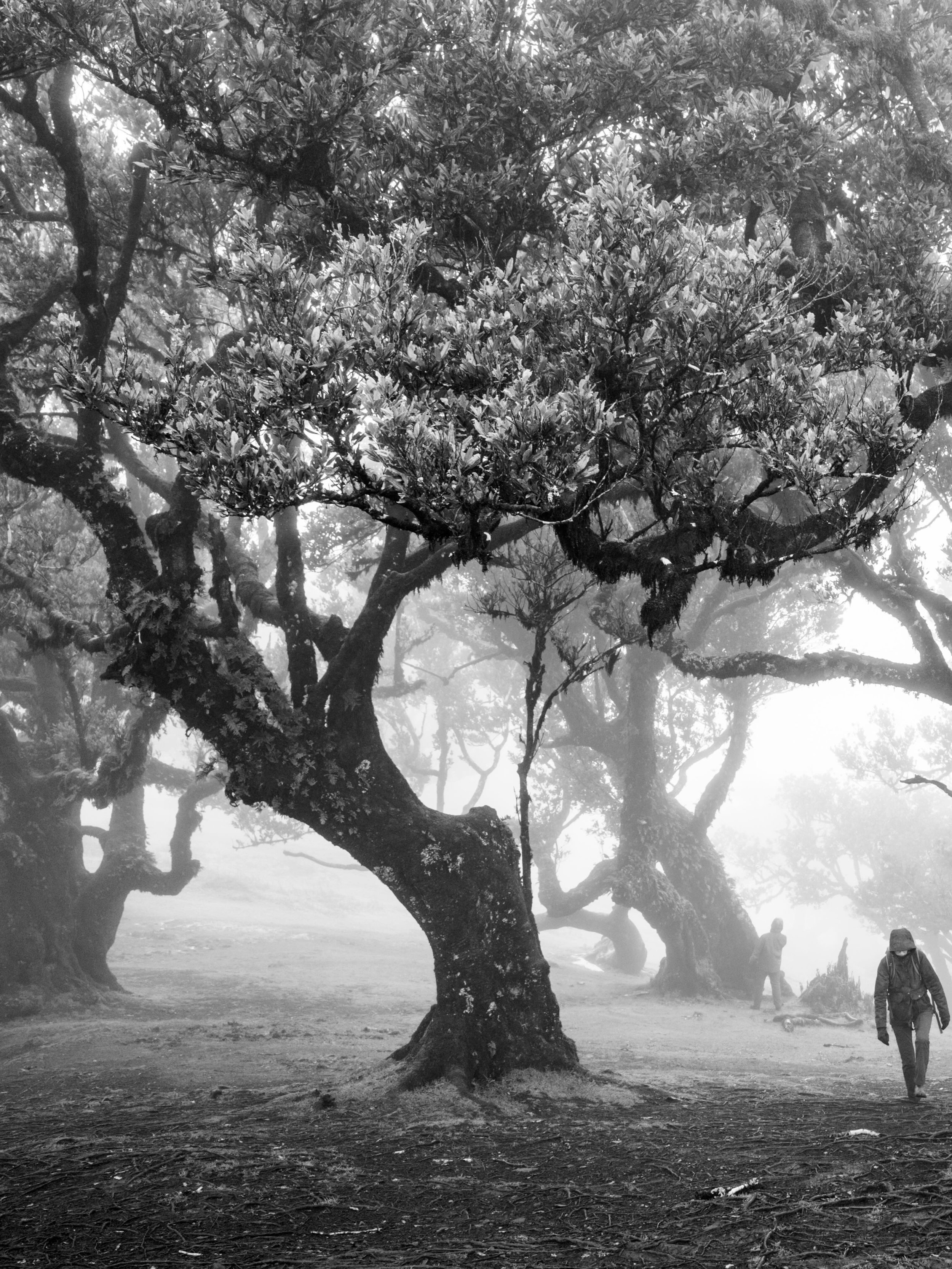 Fanal forest
