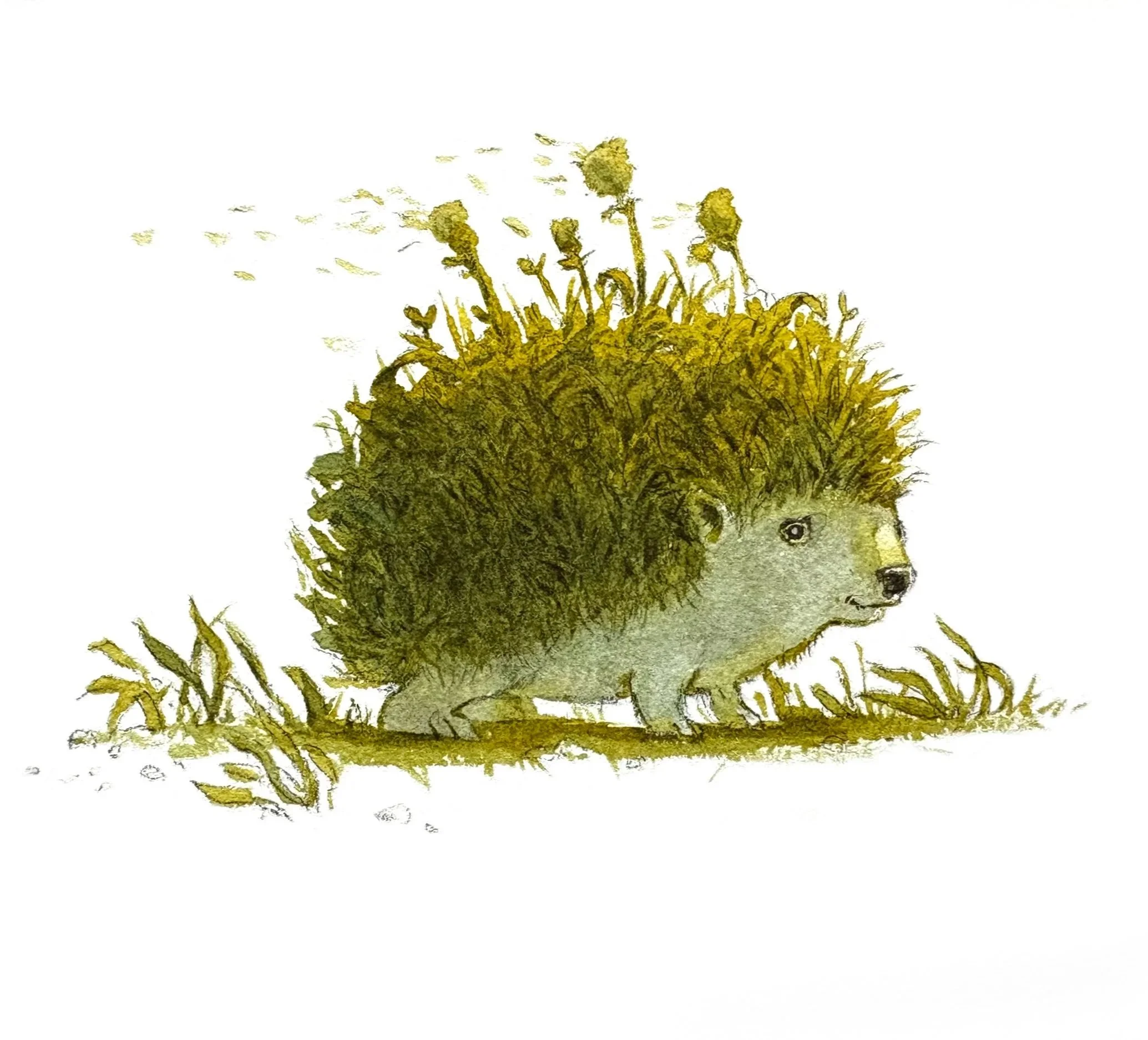 Hedgehog.jpg