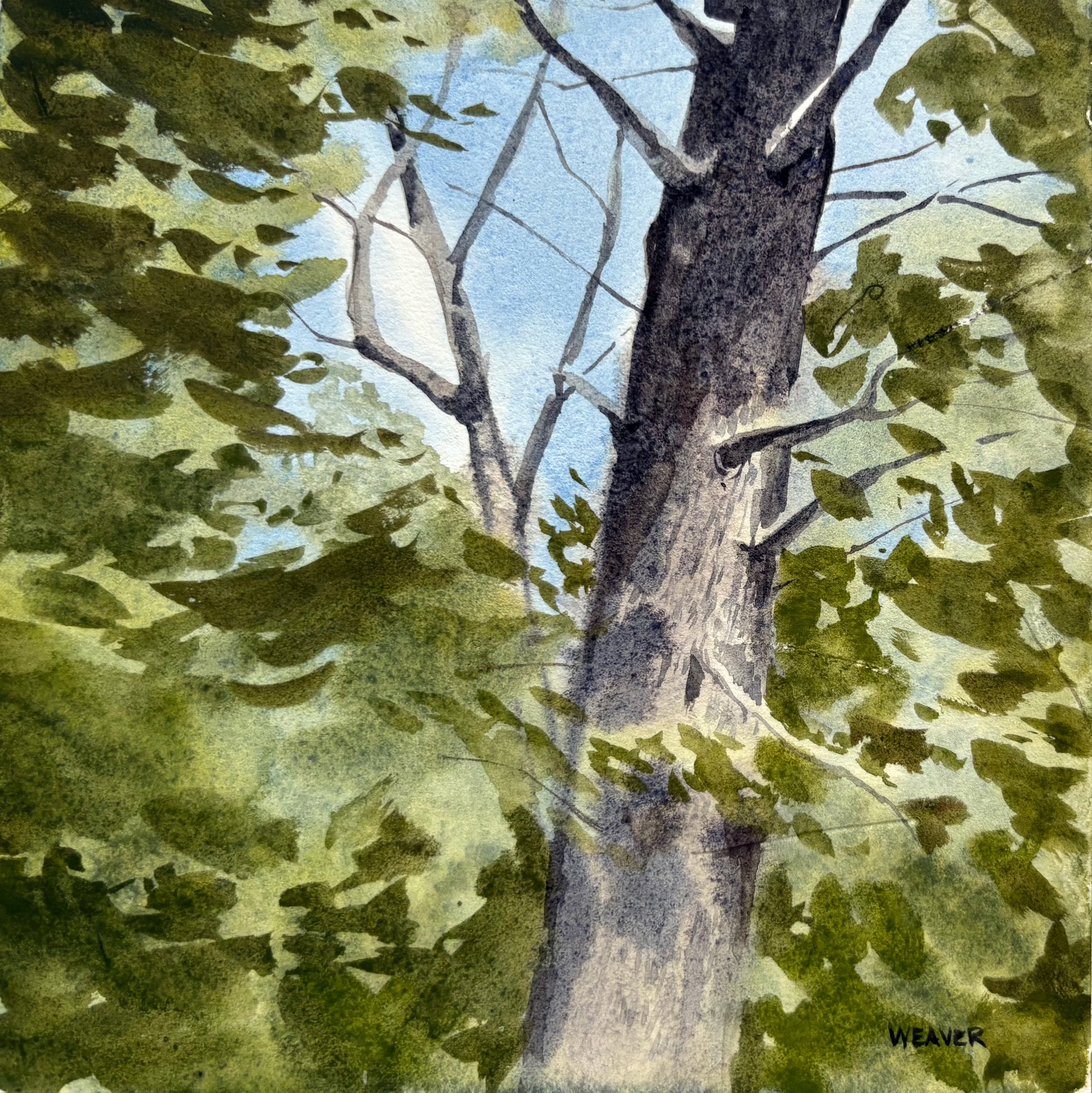 eastern-white-pine.jpg