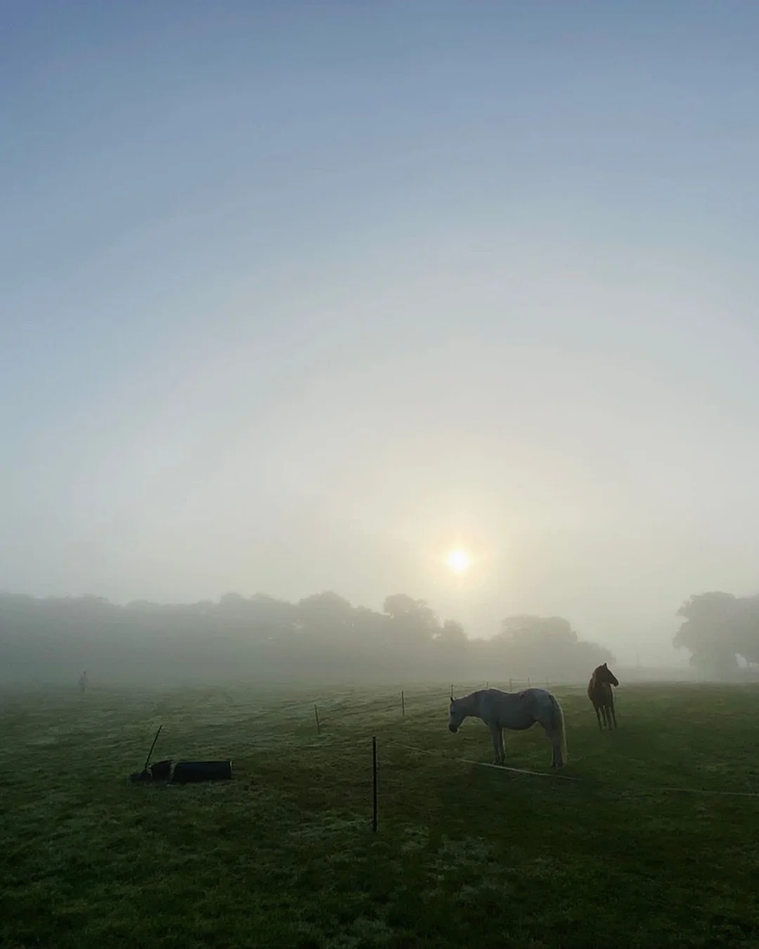 Swipe for the real stars of the day πβ¨
We had such a fun time catering this commercial shoot - featuring an A-list cast of cows and a sunrise that made the early start totally worth it.
The crew feasted on crispy gochujang chicken, homemade pickles,