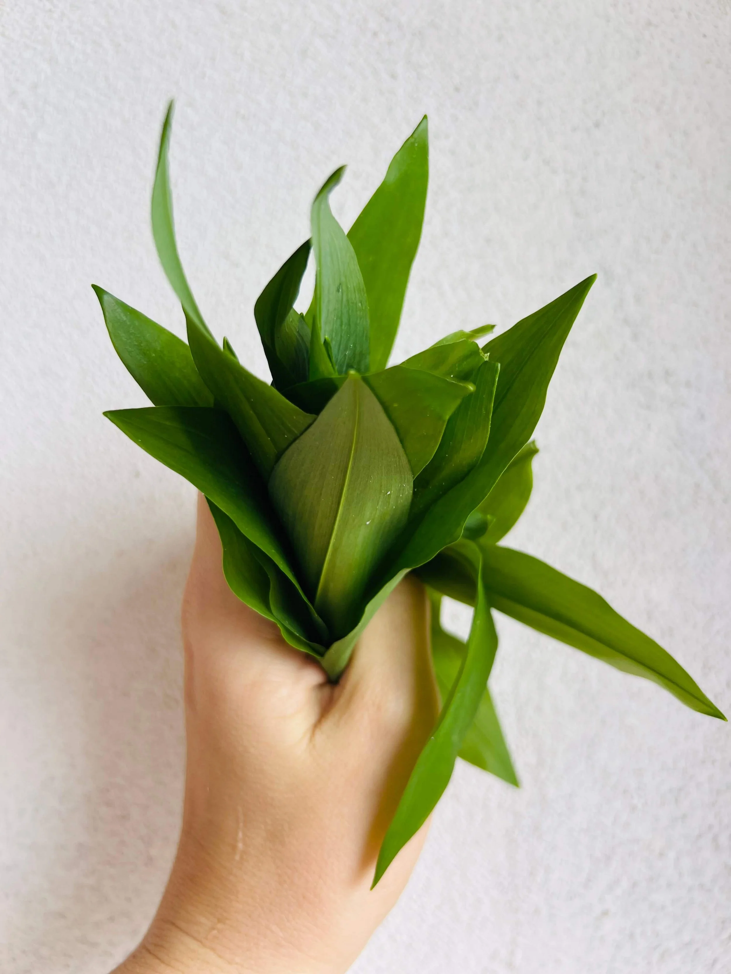 A bunch of wild garlic picked by Skye for Cheesy Scones