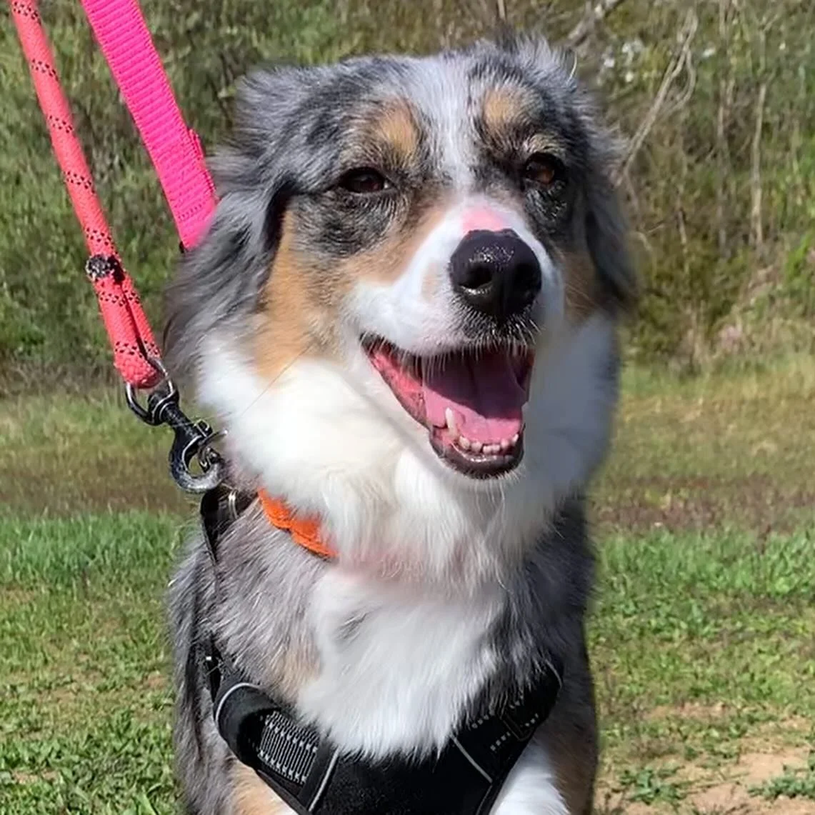 3 great dogs who were rescued by Paws of War are looking for their forever homes! 

Beautiful Daisy is an Australian Shepherd, and is around 3-4 years old. She is a sweet girl who gets along well with other dogs, and loves attention. 

Millie is a wo