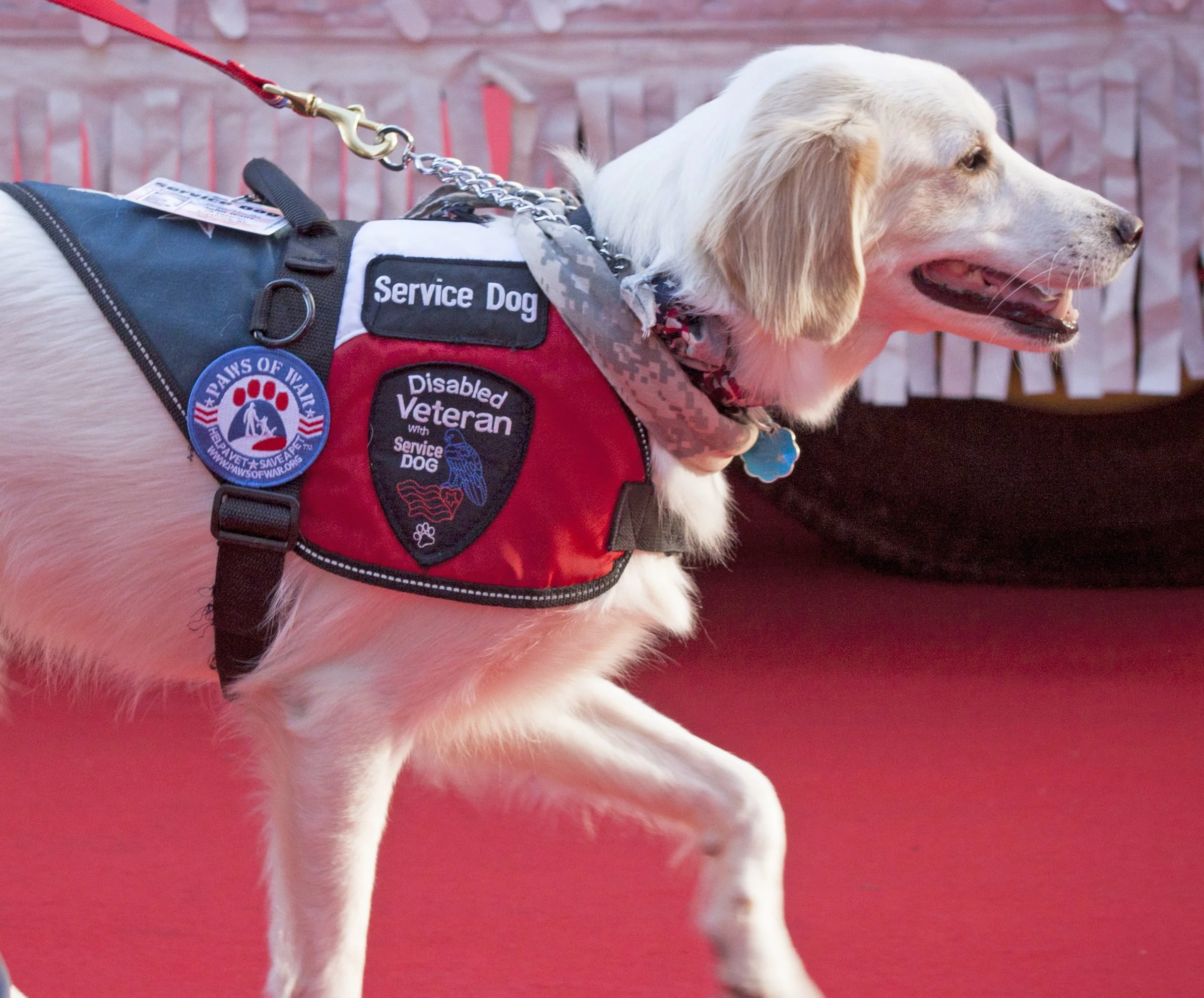 service dog picture.jpg
