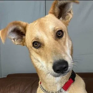 adoptions_lou1.jpg