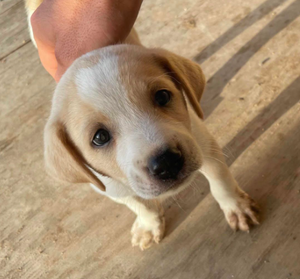 Marco