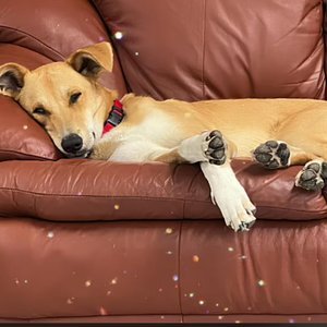 adoptions_lou3.jpg