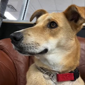 adoptions_lou4.jpg