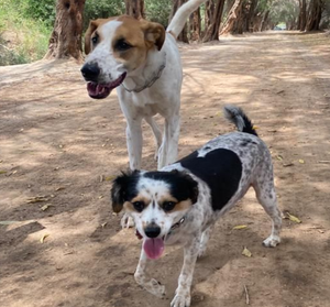 Ruby & Sunny