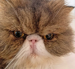 Mr. Grumpuss