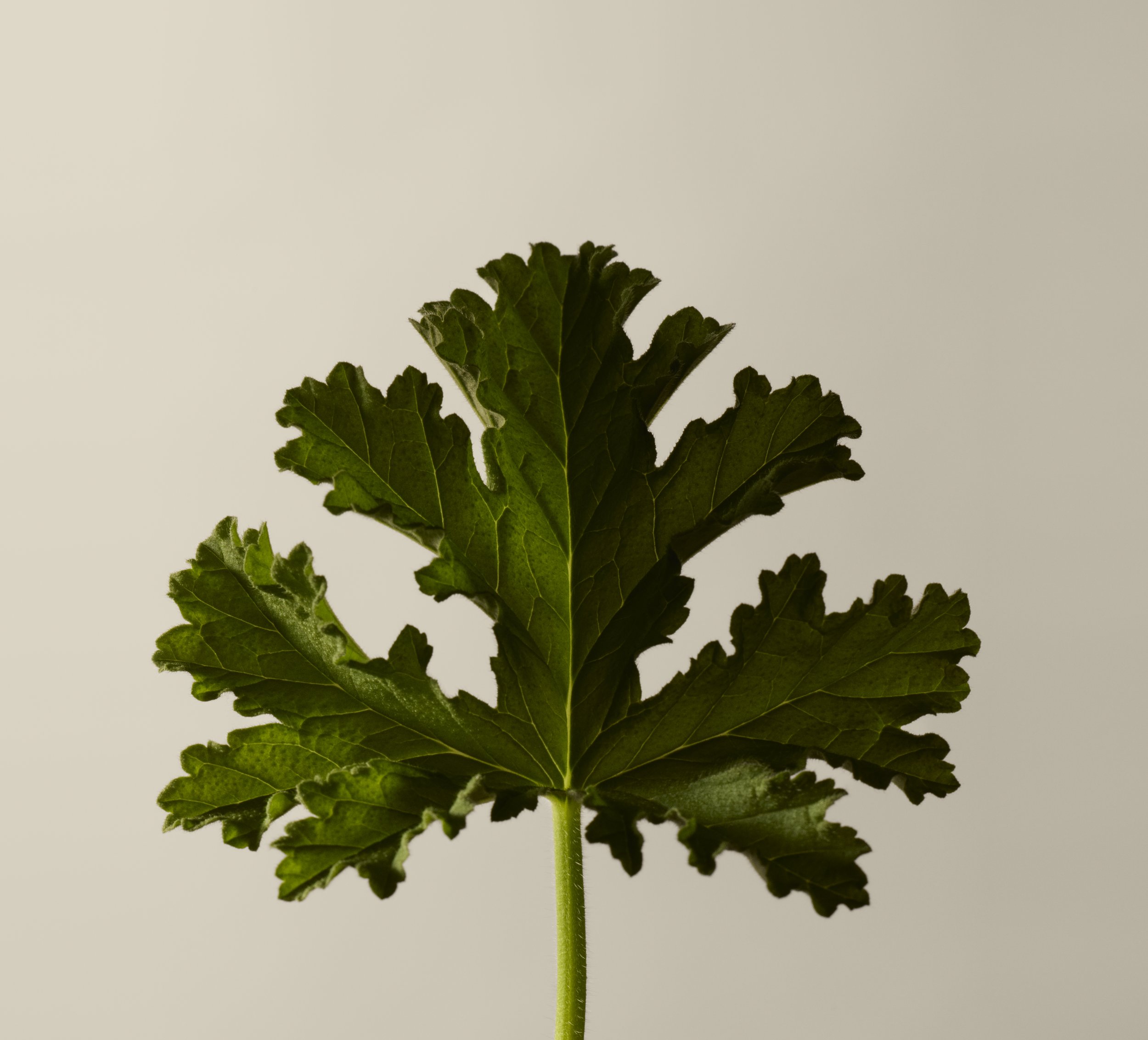 DigitalII25_Still_IngredientGeraniumLeaf_027.jpg
