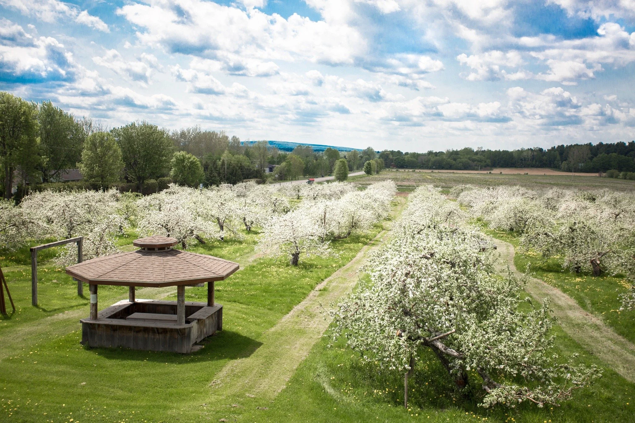 Verger de pommiers en fleurs sous un ciel partiellement nuageux, avec un panneau de pique-nique en bois au premier plan.