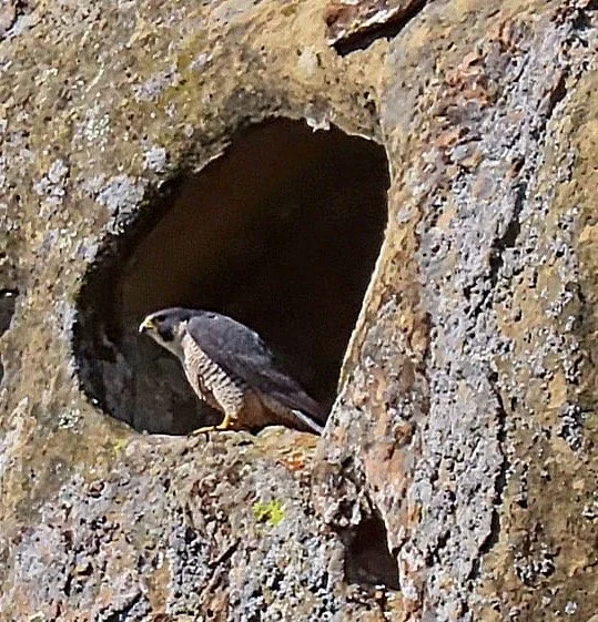 Advisory: Seasonal Restrictions to Protect Peregrine Nesting Begin February 1st