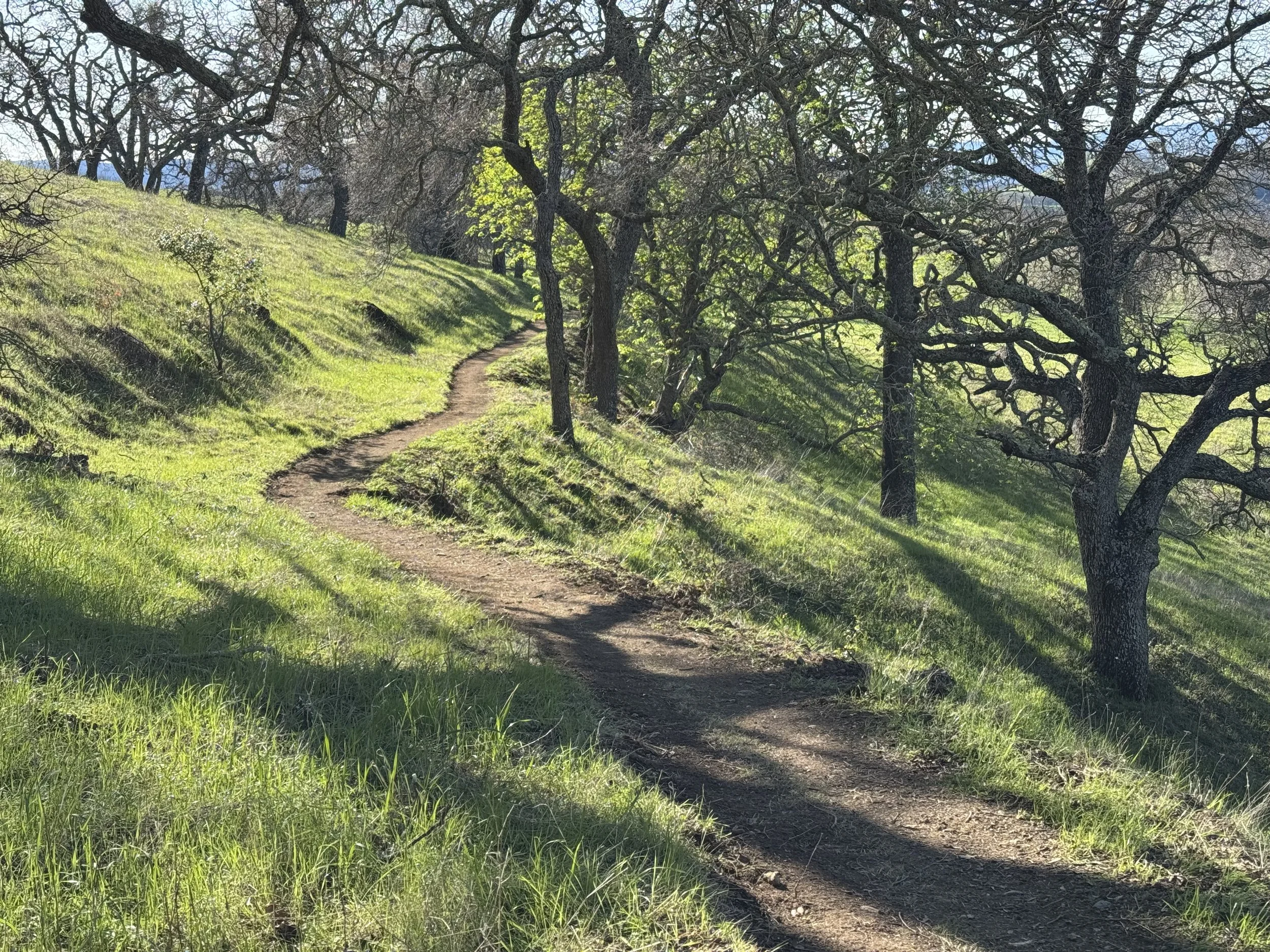 A dirt trail winding through a grassy hillside with trees. The scene is bright and sunny, with shadows cast by the trees.