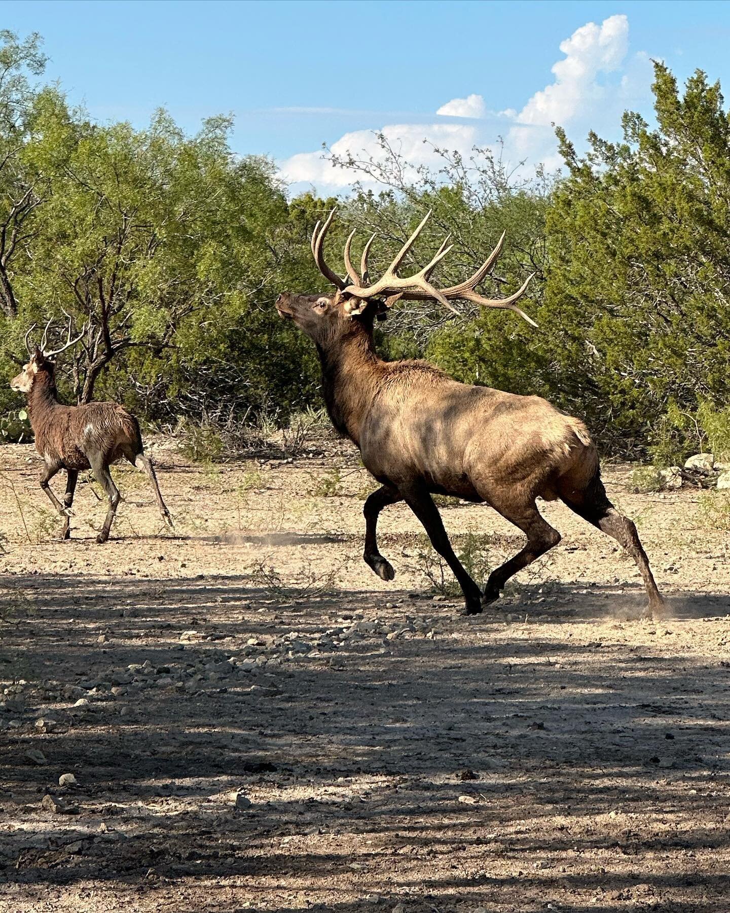 These guys should definitely get your blood pumping! What a beautiful sight! 

#centraltexashunting #deerseason #experiencebrb #ohivie #texas #deer #fallow #brbranch #westtexashunting #hunting #millersview #elk #elkhunting #texaselkhunting