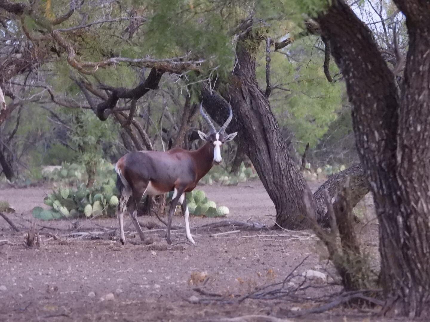Here&rsquo;s a glimpse of a very nice Blesbok out for a stroll this evening! Stay tuned for more pics to come as we kick off our hunting season!

We still have select openings for the 2023-2024 hunting season! Reach out today to get on the books, we 