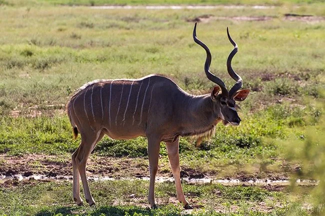 Kudu-min.jpg