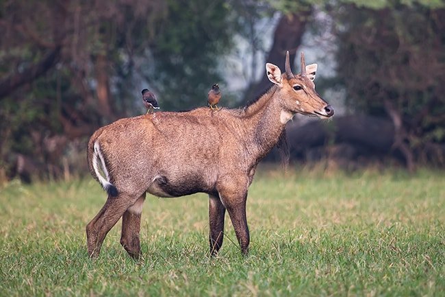 Nilgai-min.jpg
