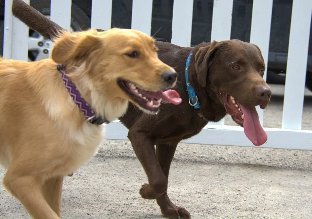 Animal shelter back in planning process