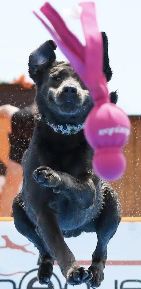 Doggy dock diving - a sport pups dig