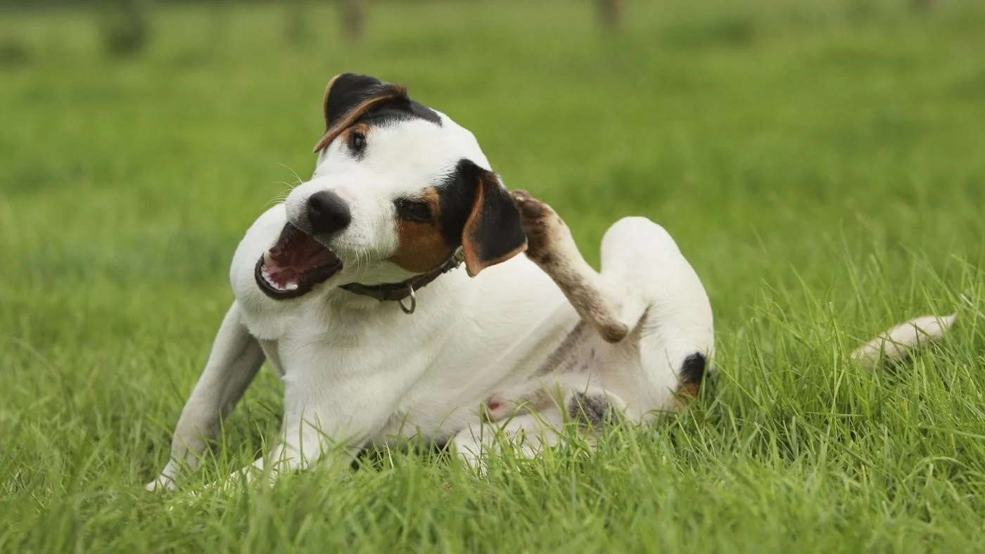 Project manager hired for new animal shelter